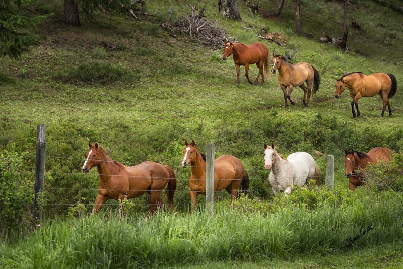 Along the Fence Line by artist Claire Porter